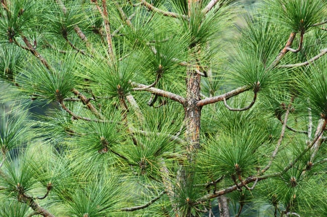 Pine tree in New Jersey
