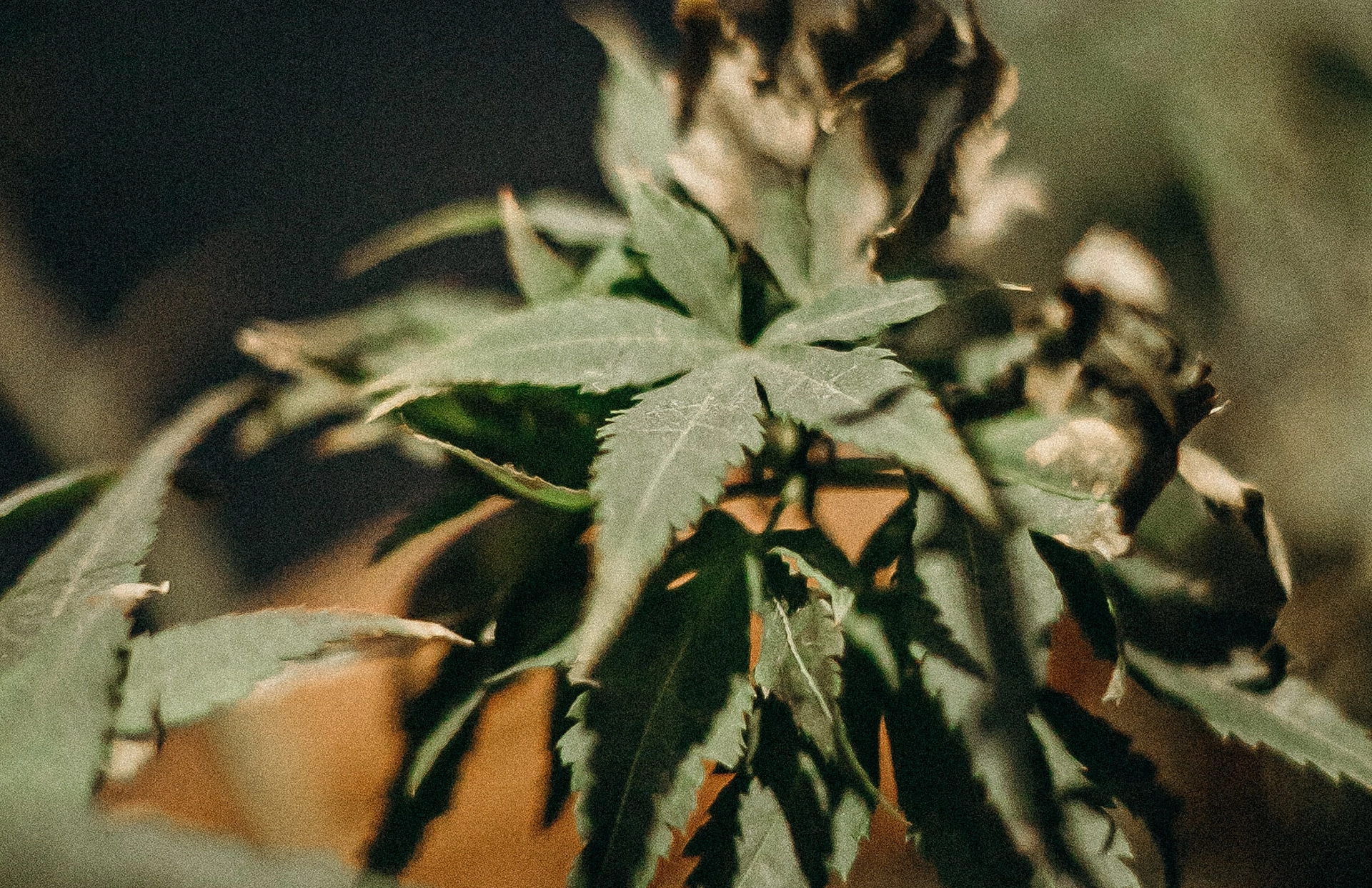 Dark Green Cannabis Plant
