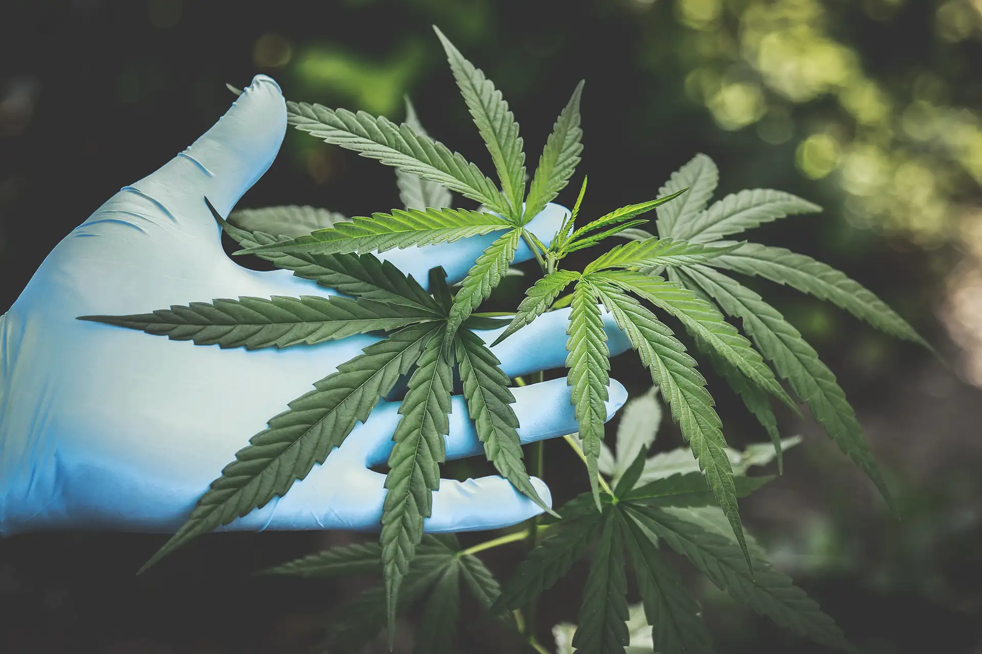 Cannabis Facility Environmental Compliance