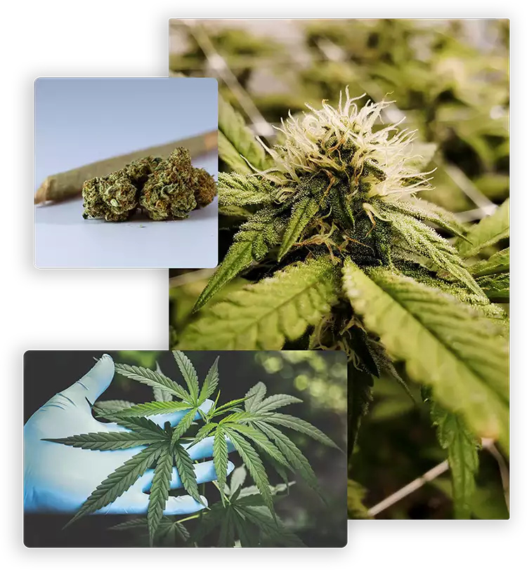 Resource Management Associates works in the Cannabis Industry