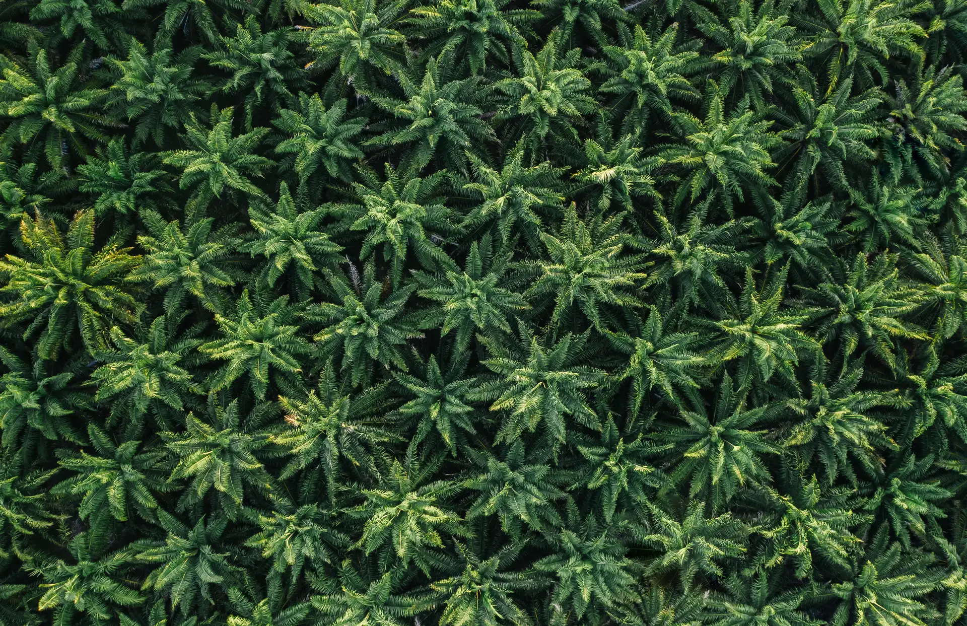 Environmental Compliance at a Cannabis Grow Facility