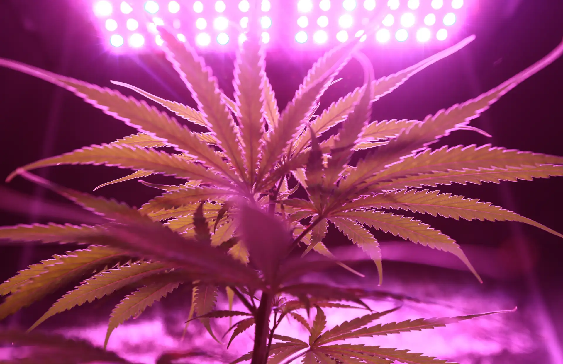 Cannabis Plant Growing in Facility